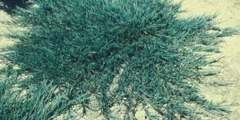 Juniper horizontal: plava šuma, glauca, rijeka od žada